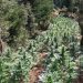 Εντόπισαν τεράστια χασισοφυτεία – Απλωνόταν σε 12 στρέμματα – Στήθηκε ενέδρα