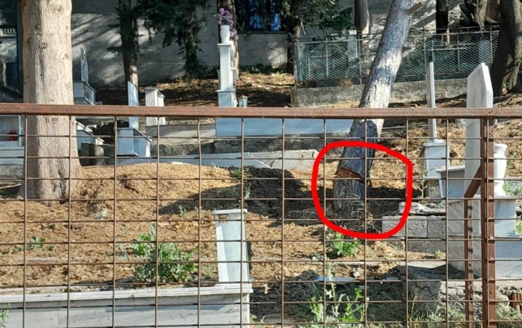 Κίνδυνος σε κοιμητήριο – Άφησαν πεύκο μισοκομμένο, φοβούνται για ατύχημα οι κάτοικοι!