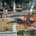 Κίνδυνος σε κοιμητήριο – Άφησαν πεύκο μισοκομμένο, φοβούνται για ατύχημα οι κάτοικοι!
