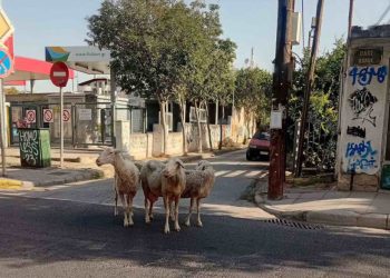 Αποπροσανατολισμένα και ζαλισμένα από τον καύσωνα πρόβατα στη μέση του δρόμου – Άναυδοι οι οδηγοί (ΕΙΚΟΝΕΣ)