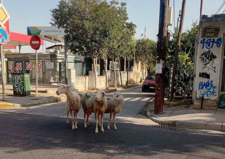 Αποπροσανατολισμένα και ζαλισμένα από τον καύσωνα πρόβατα στη μέση του δρόμου – Άναυδοι οι οδηγοί (ΕΙΚΟΝΕΣ)