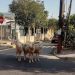 Αποπροσανατολισμένα και ζαλισμένα από τον καύσωνα πρόβατα στη μέση του δρόμου – Άναυδοι οι οδηγοί (ΕΙΚΟΝΕΣ)