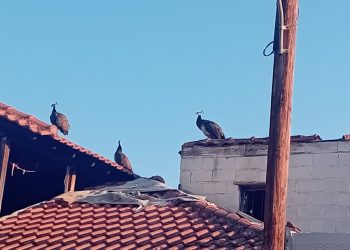 Τον μπελά τους βρήκαν κάτοικοι σε συνοικία – Παγώνια σκαρφαλώνουν στις σκεπές και με τις κραυγές τους, τους κρατούν ξάγρυπνους (ΕΙΚΟΝΕΣ)