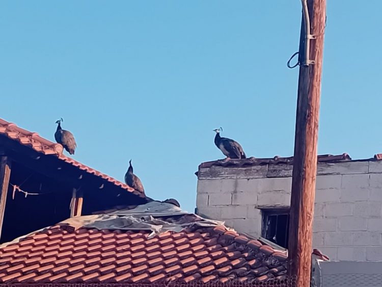 Τον μπελά τους βρήκαν κάτοικοι σε συνοικία – Παγώνια σκαρφαλώνουν στις σκεπές και με τις κραυγές τους, τους κρατούν ξάγρυπνους (ΕΙΚΟΝΕΣ)