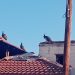 Τον μπελά τους βρήκαν κάτοικοι σε συνοικία – Παγώνια σκαρφαλώνουν στις σκεπές και με τις κραυγές τους, τους κρατούν ξάγρυπνους (ΕΙΚΟΝΕΣ)
