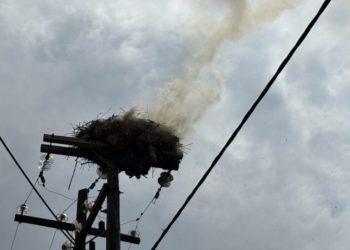 Φωτιά σε πελαργοφωλιά – Άμεση επέμβαση της Πυροσβεστικής (ΕΙΚΟΝΕΣ – ΒΙΝΤΕΟ)