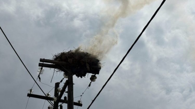 Φωτιά σε πελαργοφωλιά – Άμεση επέμβαση της Πυροσβεστικής (ΕΙΚΟΝΕΣ – ΒΙΝΤΕΟ)