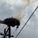Φωτιά σε πελαργοφωλιά – Άμεση επέμβαση της Πυροσβεστικής (ΕΙΚΟΝΕΣ – ΒΙΝΤΕΟ)
