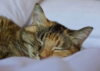 Ιστοσελίδα αναπαράγει ήχους γάτας, για να ηρεμήσει εσάς και το γατάκι σας όποτε το χρειάζεστε