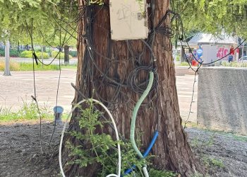 Ηλεκτρολογική εγκατάσταση… καρφωμένη στον κορμό του ψηλότερου φυσικού χριστουγεννιάτικου δέντρου της Ελλάδας!