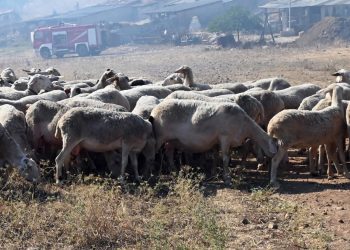 Δέσμη 7 άμεσων μέτρων για την αντιμετώπιση της ευλογιάς των αιγοπροβάτων – Τι προβλέπεται για τον Ν. Τρικάλων