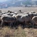 Δέσμη 7 άμεσων μέτρων για την αντιμετώπιση της ευλογιάς των αιγοπροβάτων – Τι προβλέπεται για τον Ν. Τρικάλων