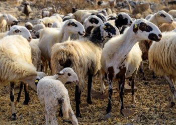 Συνδέεται το σκάνδαλο του ΟΠΕΚΕΠΕ με την κτηνοτροφική τραγωδία της ευλογιάς; – Δεν εμβολιάζουν τα ζώα για να μη φανεί ο πραγματικός αριθμός τους στη χώρα;