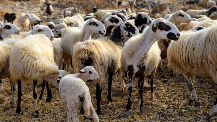 Συνδέεται το σκάνδαλο του ΟΠΕΚΕΠΕ με την κτηνοτροφική τραγωδία της ευλογιάς; – Δεν εμβολιάζουν τα ζώα για να μη φανεί ο πραγματικός αριθμός τους στη χώρα;