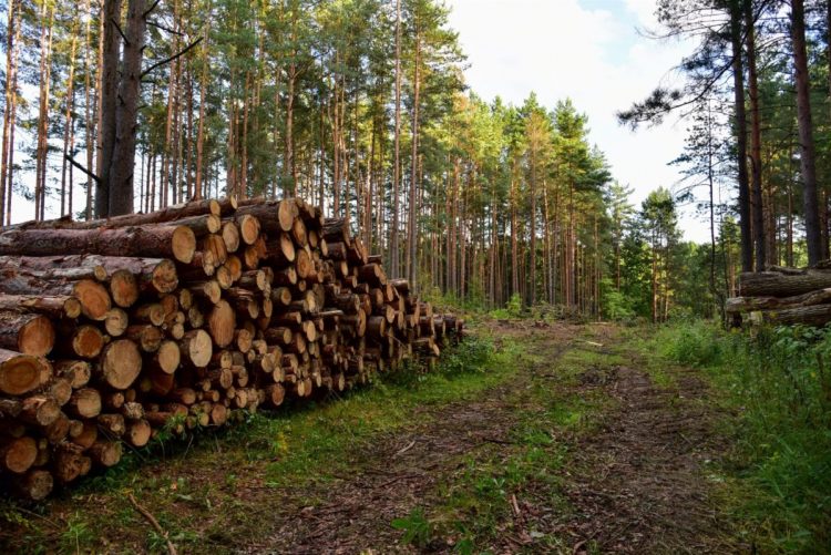 Σκοτώθηκε 46χρονος όταν τον καταπλάκωσε μεγάλο κλαδί δέντρου