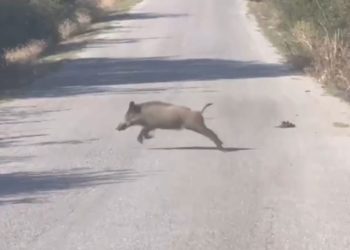 Δείτε βίντεο: Οδηγός γλίτωσε στο παρά… πέντε σύγκρουση με αγριογούρουνο