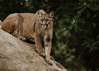ΗΠΑ: Πούμα επιτέθηκε σε 11χρονο κορίτσι στο σπίτι του – Κυνήγησε και την μητέρα του παιδιού