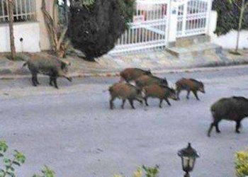 Αγριογούρουνα έκαναν την βόλτα τους σε… κόμβο (ΕΙΚΟΝΕΣ)