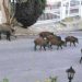 Αγριογούρουνα έκαναν την βόλτα τους σε… κόμβο (ΕΙΚΟΝΕΣ)