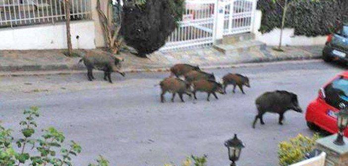 Αγριογούρουνα έκαναν την βόλτα τους σε… κόμβο (ΕΙΚΟΝΕΣ)