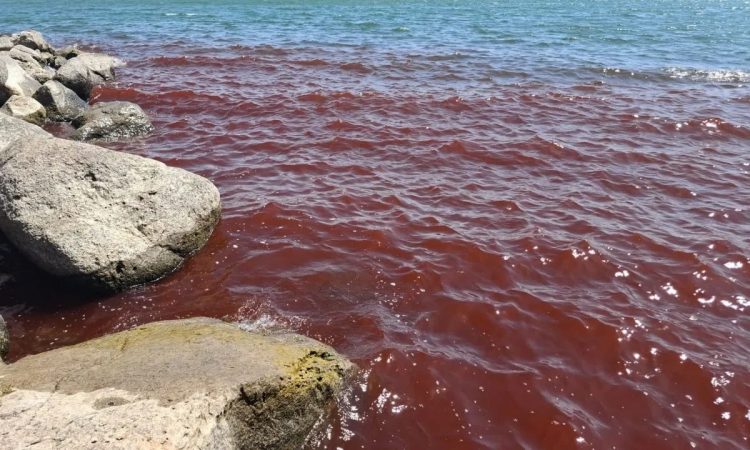 Ισραήλ: Κοκκίνισαν τα νερά της Θάλασσας της Γαλιλαίας – Δείτε βίντεο