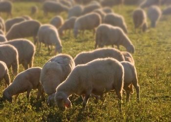 Νέο κρούσμα ευλογιάς των αιγοπροβάτων στον Βλοχό – Θανατώθηκαν 300 ζώα