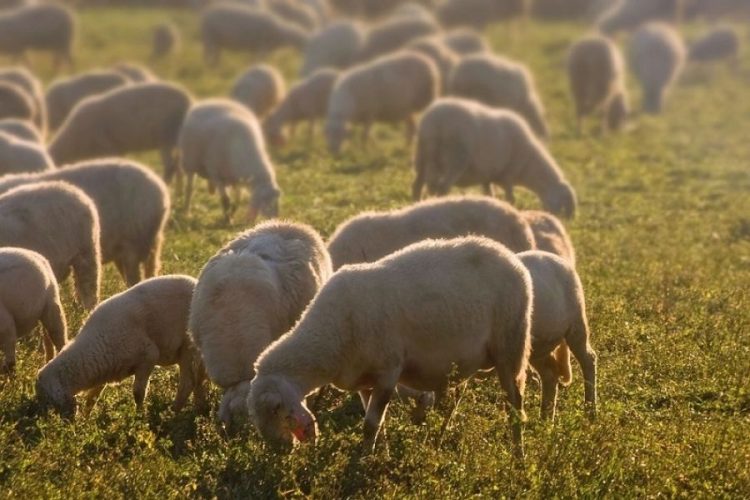 Νέο κρούσμα ευλογιάς των αιγοπροβάτων στον Βλοχό – Θανατώθηκαν 300 ζώα