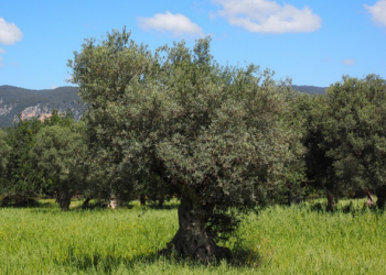 Πώς να προετοιμάσετε το χωράφι σας για τη συγκομιδή της ελιάς