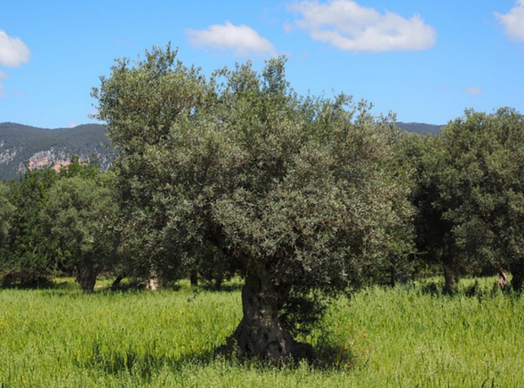 Πώς να προετοιμάσετε το χωράφι σας για τη συγκομιδή της ελιάς