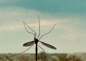 Ο εφιάλτης επιστρέφει: Ποιος είναι ο ιός chikungunya που απειλεί την Κίνα