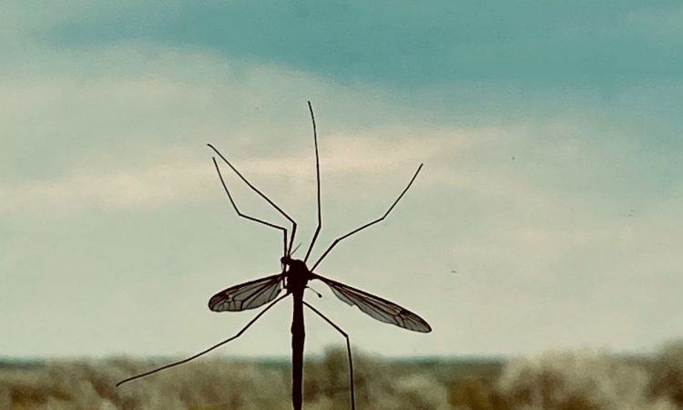 Ο εφιάλτης επιστρέφει: Ποιος είναι ο ιός chikungunya που απειλεί την Κίνα