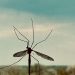 Ο εφιάλτης επιστρέφει: Ποιος είναι ο ιός chikungunya που απειλεί την Κίνα