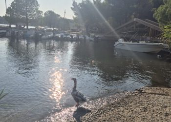 Στροφυλιά – Ο μυστικός υδροβιότοπος της Σκιάθου