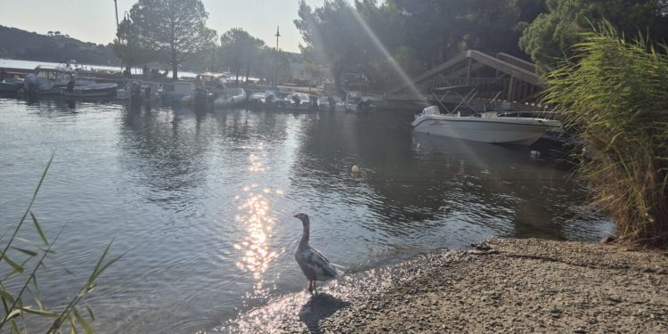 Στροφυλιά – Ο μυστικός υδροβιότοπος της Σκιάθου