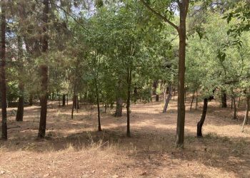 Καθαρισμός και φροντίδα για το άλσος Προφήτη Ηλία από τον Δήμο Τρικκαίων