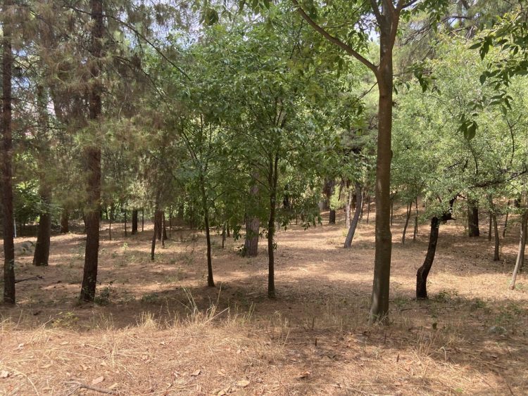 Καθαρισμός και φροντίδα για το άλσος Προφήτη Ηλία από τον Δήμο Τρικκαίων