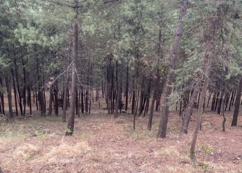 Καθαρισμός και φροντίδα για το άλσος Προφήτη Ηλία από τον Δήμο Τρικκαίων