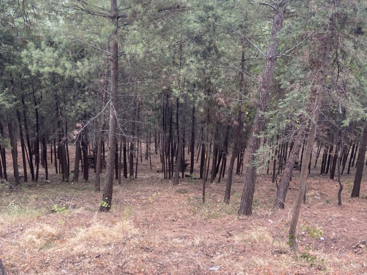 Καθαρισμός και φροντίδα για το άλσος Προφήτη Ηλία από τον Δήμο Τρικκαίων