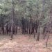 Καθαρισμός και φροντίδα για το άλσος Προφήτη Ηλία από τον Δήμο Τρικκαίων