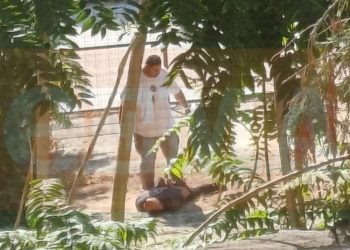 Η στιγμή της σύλληψης του δολοφόνου στο οικόπεδο του Βόλου – “Καλά της έκανα!”, είπε (ΕΙΚΟΝΑ)