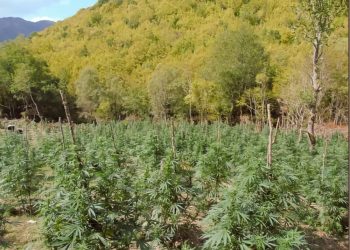 Δείτε βίντεο και φωτογραφίες: Γιγαντιαία φυτεία κάνναβης (5.085 δενδρύλλια) ξερίζωσαν Θεσσαλοί αστυνομικοί