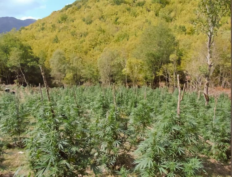 Δείτε βίντεο και φωτογραφίες: Γιγαντιαία φυτεία κάνναβης (5.085 δενδρύλλια) ξερίζωσαν Θεσσαλοί αστυνομικοί