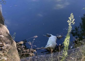 Νεκρά πρόβατα στον Πηνειό – Μεταδίδουν μικρόβια και μολύνσεις (ΕΙΚΟΝΕΣ)