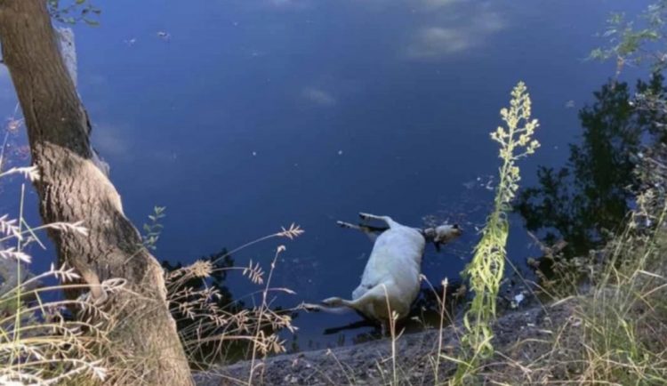 Νεκρά πρόβατα στον Πηνειό – Μεταδίδουν μικρόβια και μολύνσεις (ΕΙΚΟΝΕΣ)