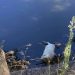 Νεκρά πρόβατα στον Πηνειό – Μεταδίδουν μικρόβια και μολύνσεις (ΕΙΚΟΝΕΣ)