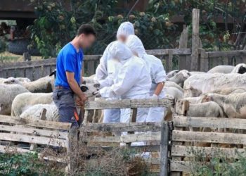 “Xάνουμε τη μάχη με την ευλογιά – Ενδημική γίνεται πλέον η νόσος” υποστηρίζει Καθηγητής Κτηνιατρικής του Πανεπιστημίου Θεσσαλίας