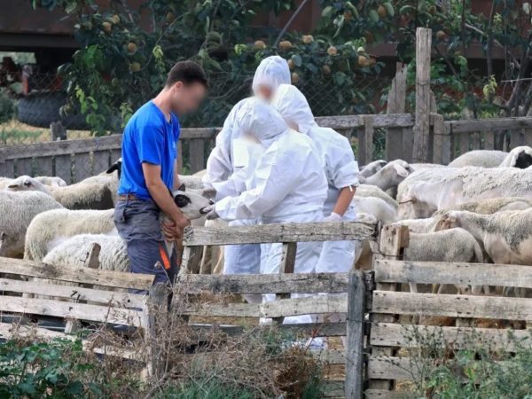 “Xάνουμε τη μάχη με την ευλογιά – Ενδημική γίνεται πλέον η νόσος” υποστηρίζει Καθηγητής Κτηνιατρικής του Πανεπιστημίου Θεσσαλίας