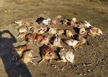 Άγρια επίθεση σκύλων σε αγρόκτημα – Κατασπάραξαν δεκάδες κότες μπροστά στα μάτια του ιδιοκτήτη