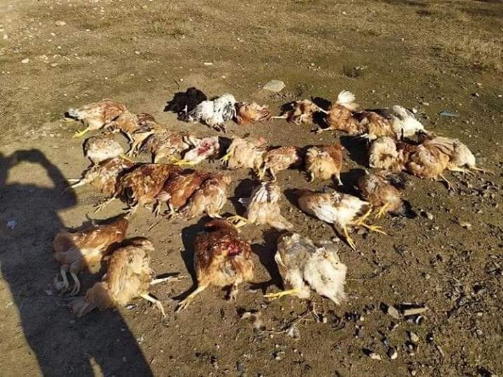 Άγρια επίθεση σκύλων σε αγρόκτημα – Κατασπάραξαν δεκάδες κότες μπροστά στα μάτια του ιδιοκτήτη