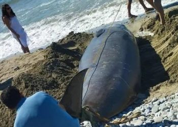 Μαζικός εκβρασμός ζιφιών στη Νότια Κρήτη- Μεγάλη κινητοποίηση από τις Αρχές